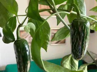 Chili frø rester - se tekstfelt
