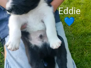 Border Collie hvalpe søger nye kærlige hjem - 5