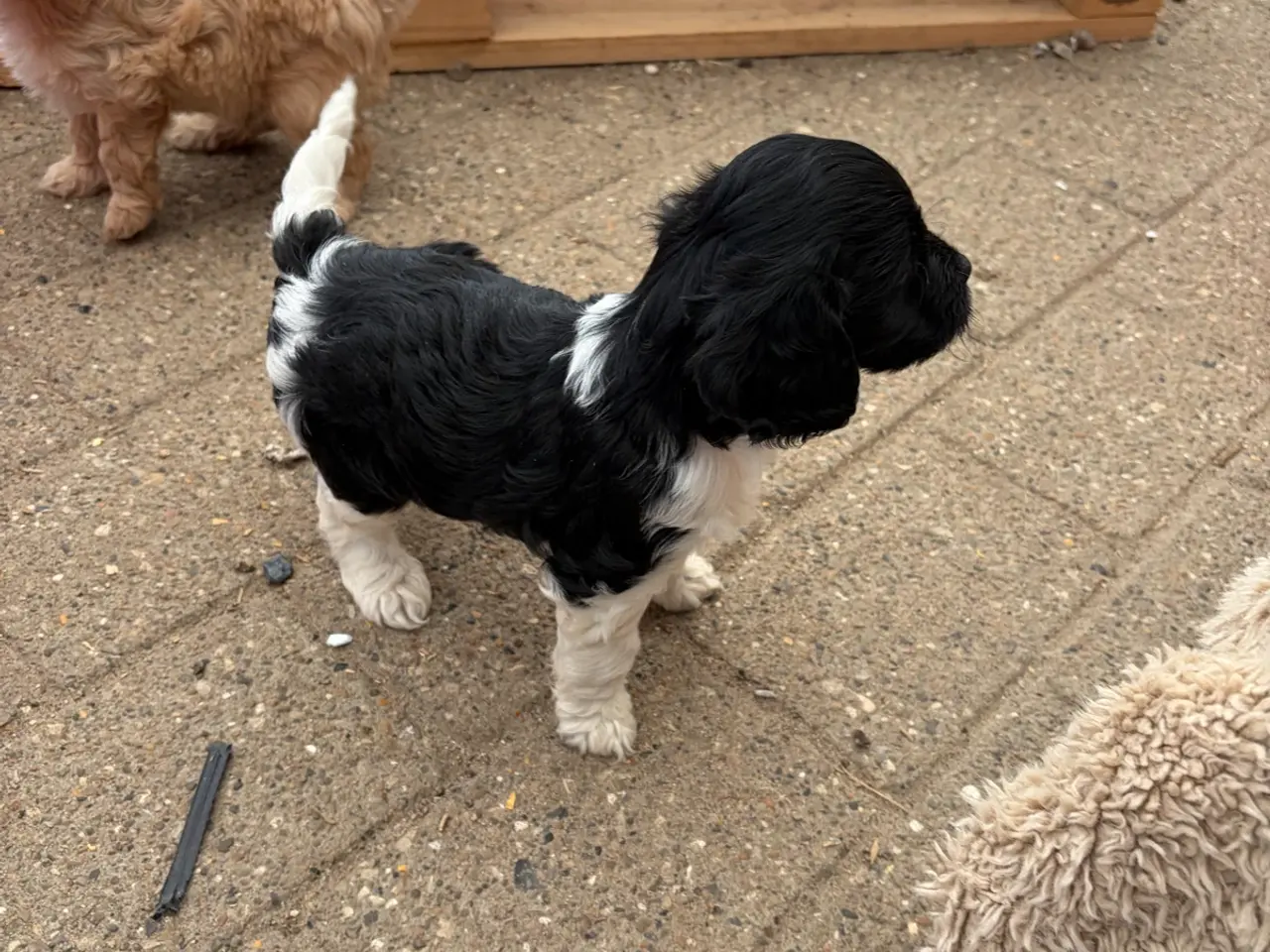 Billede 6 - Små virkelig fine mini Cavapoo babyer
