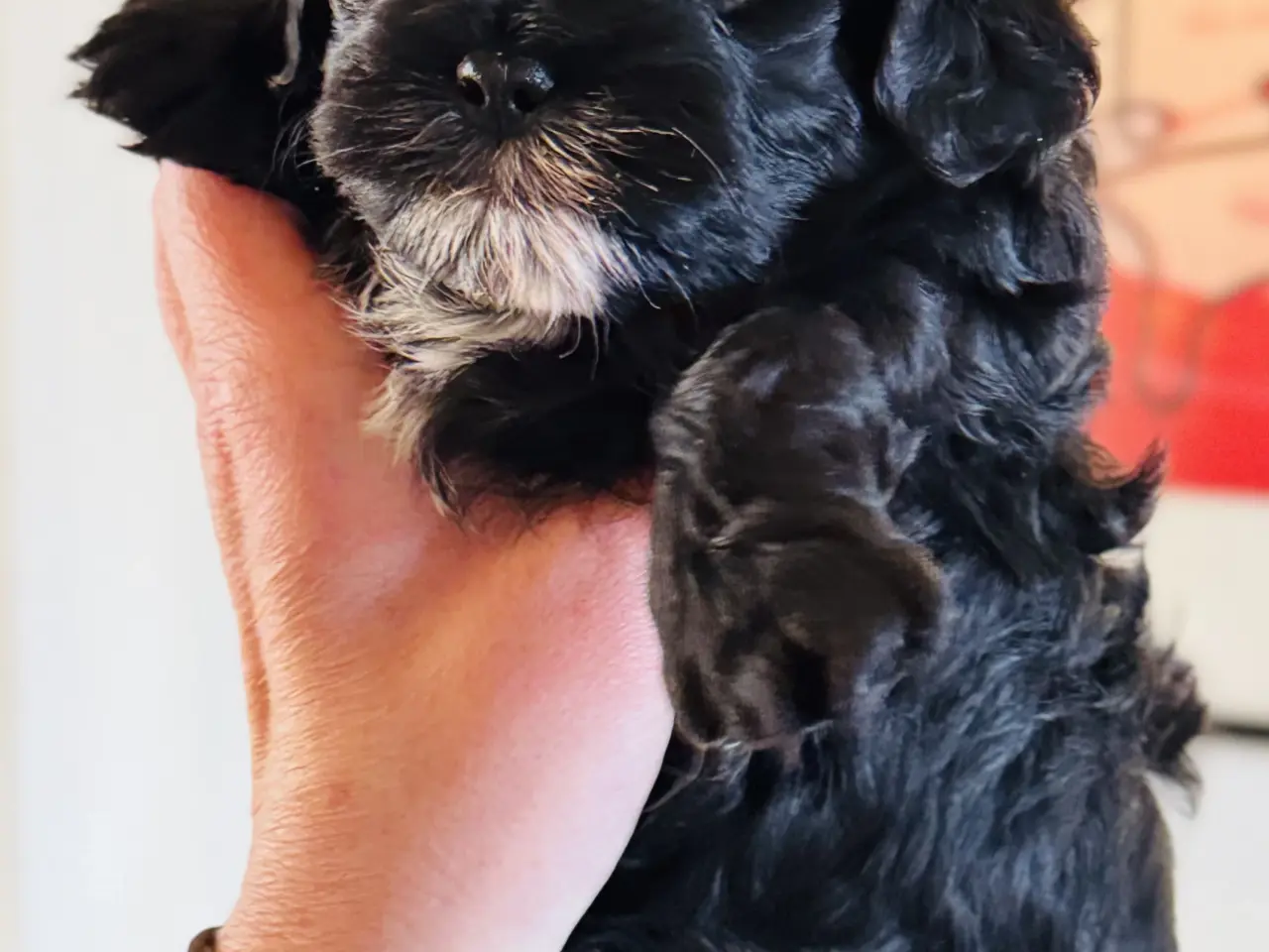Billede 5 - Shihpoo hvalpe 🐶🌸 rejseklar 19. Maj 26