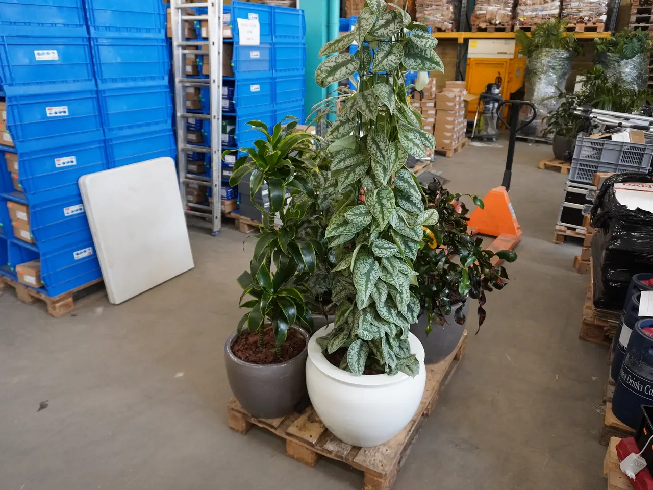 Billede 3 - Palle med div. planter i krukker