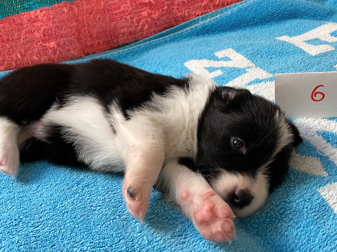 Billede 11 - Border Collie hvalpe