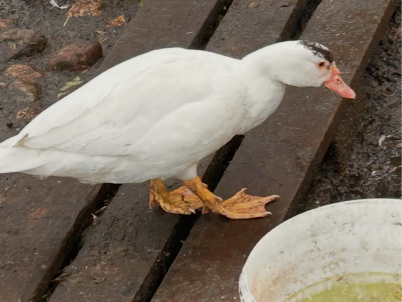 Billede 1 - Moskusænder og andrikker i alle farver