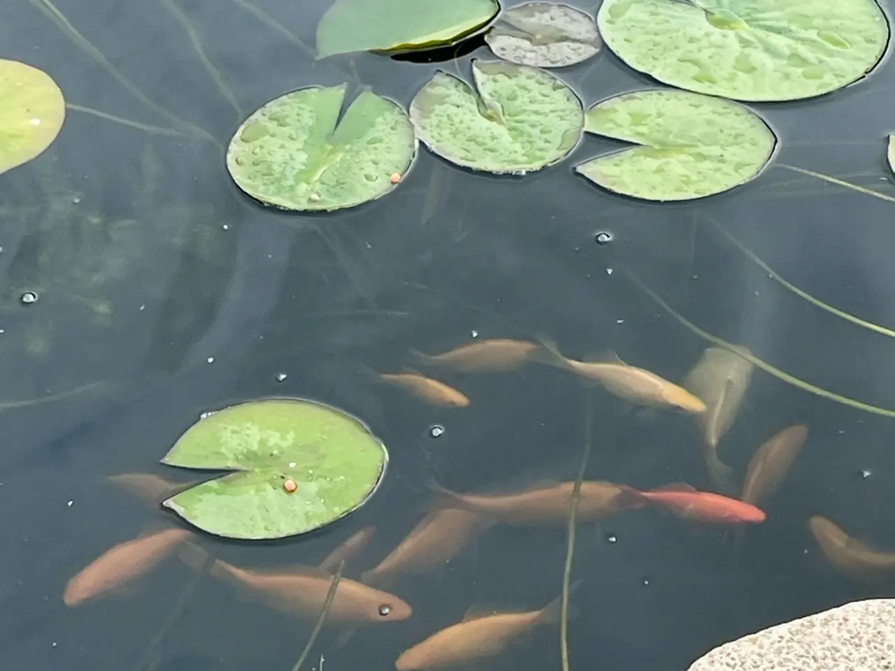 Billede 3 - Store flotte guldfisk