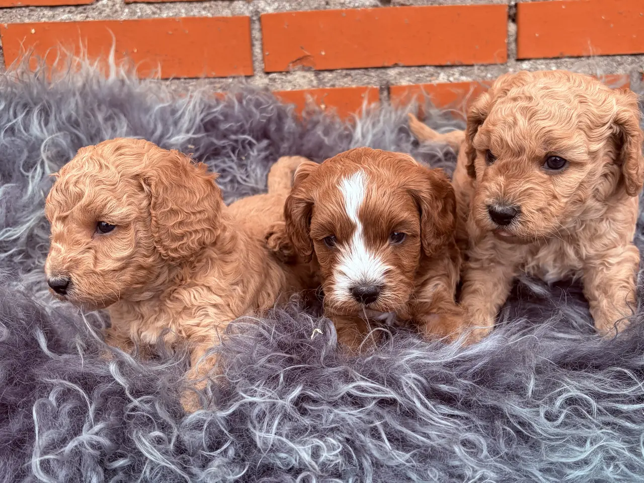 Billede 20 - 3 smukke Cavapoo drenge