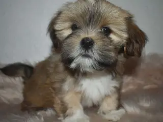 Smuk Lhasa apso tæve med DKK stamtavle