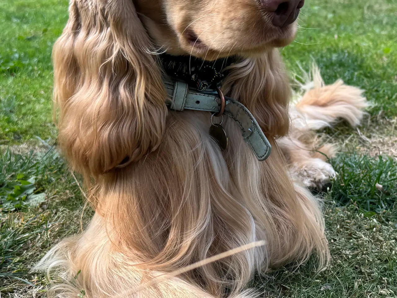 Billede 2 - Engelsk cockerspaniel hanhund tilbydes til avl