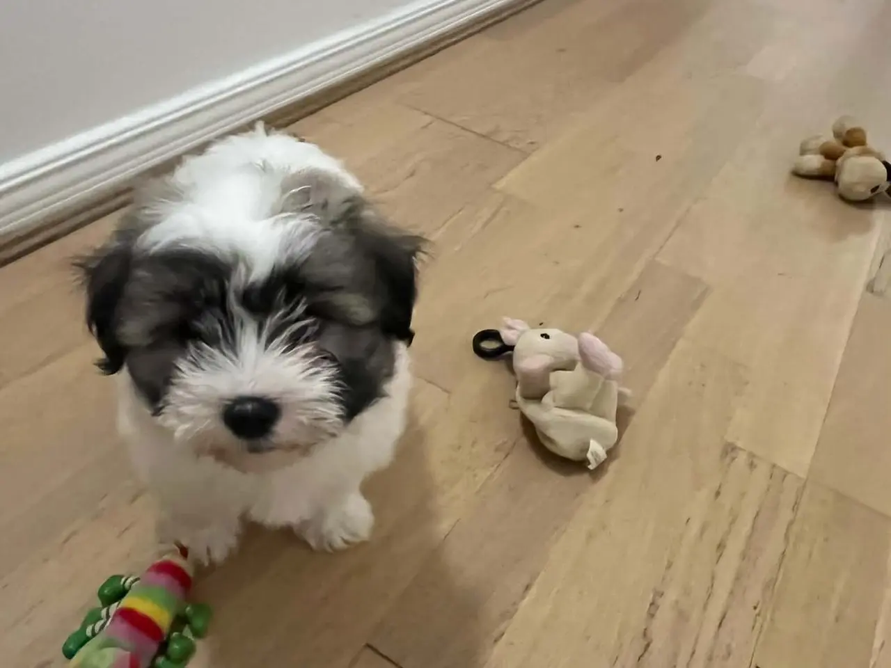 Billede 4 - Coton de tulear hvalpe