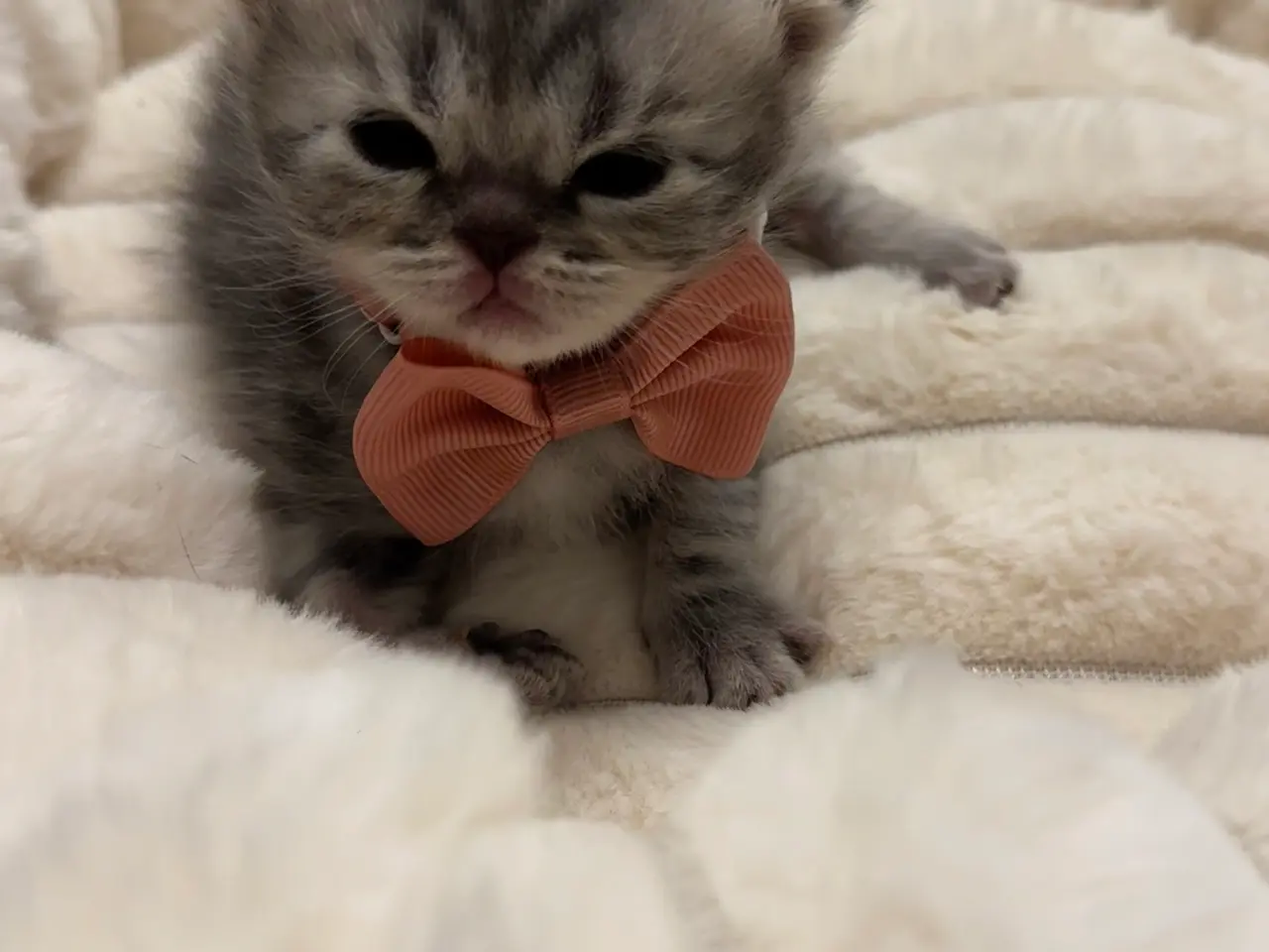 Billede 10 - Unikkeste British Shorthair Killinger til Salg