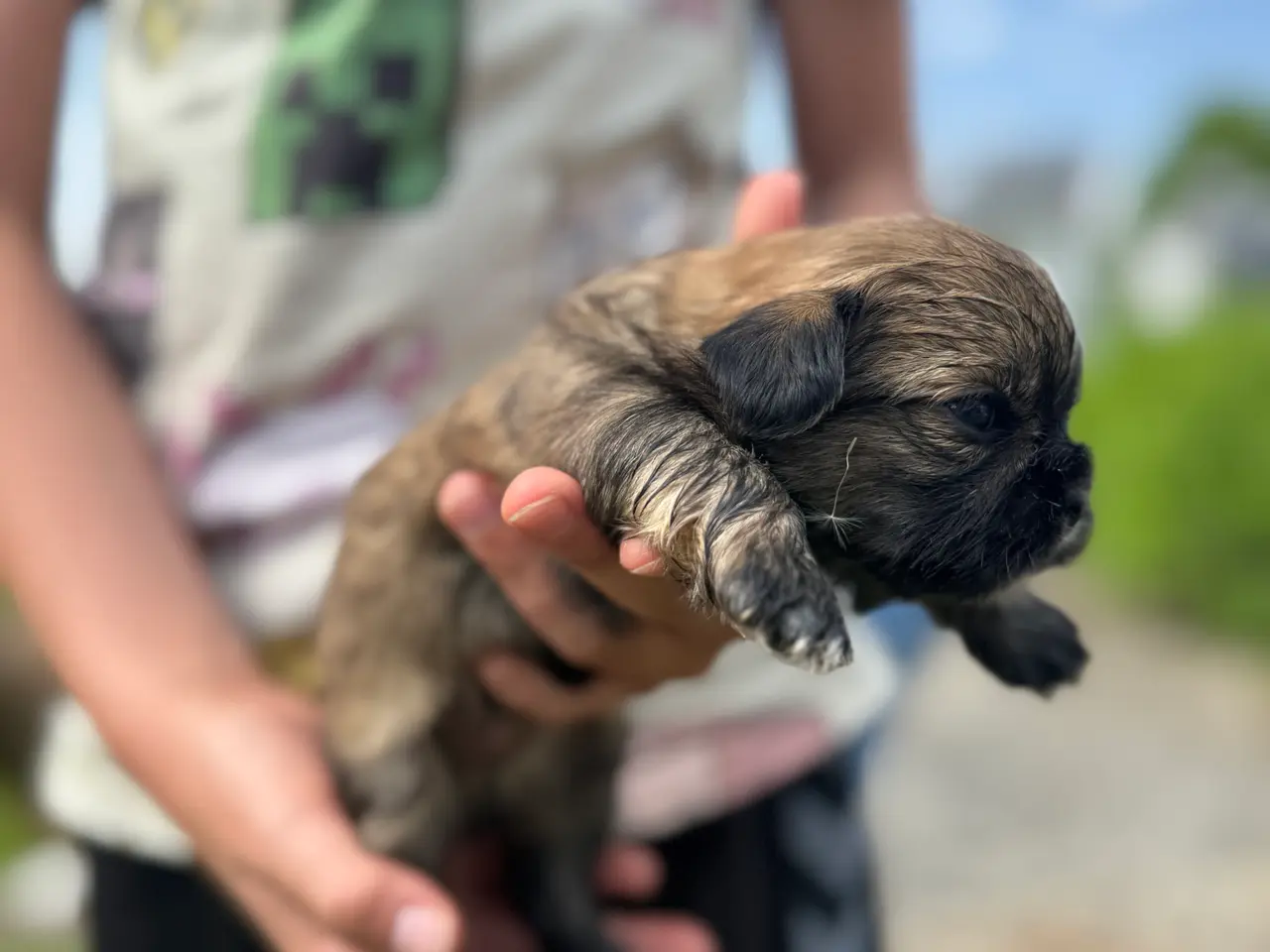 Billede 3 - Lækkere små Shih-Tzu hvalpe❤️