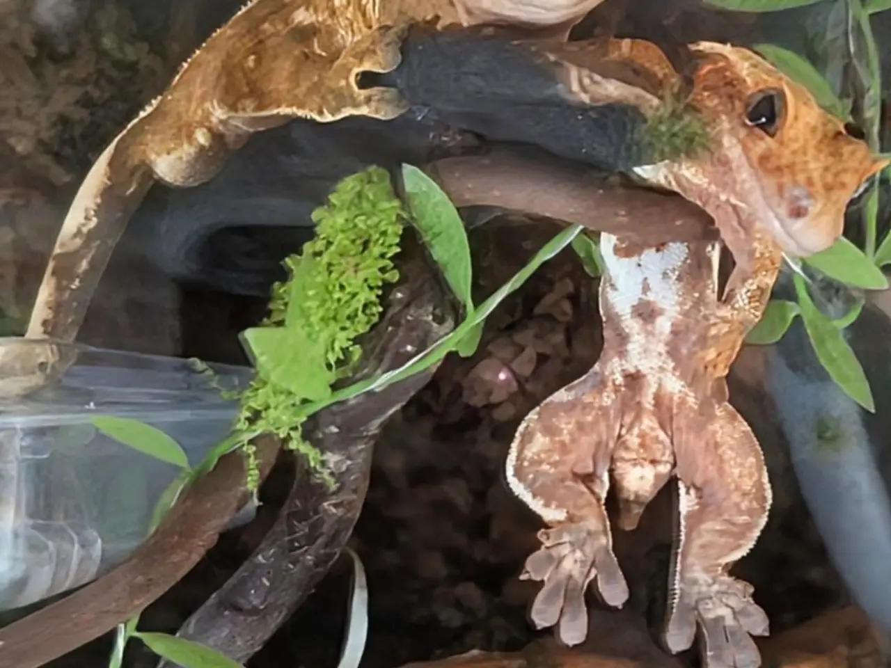 Billede 1 - Kronegekko par. 🦎🦎