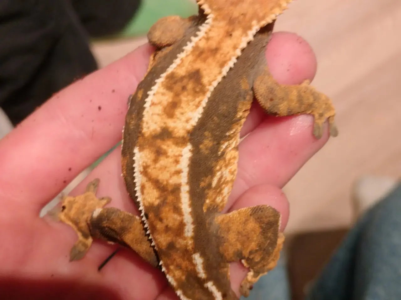 Billede 2 - Stort terrarium evt med gekkoer