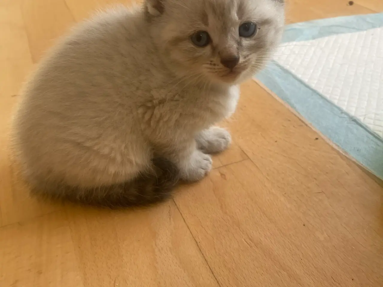 Billede 14 - Flotte ragdoll killinger 