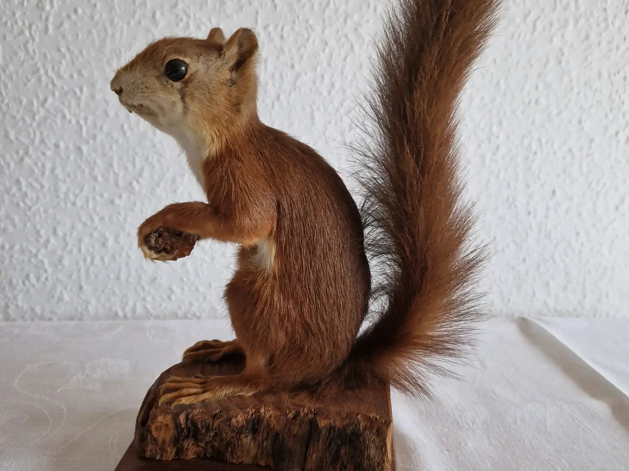 Billede 1 - Egern Sciurus Vulgaris