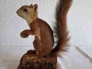 Egern Sciurus Vulgaris
