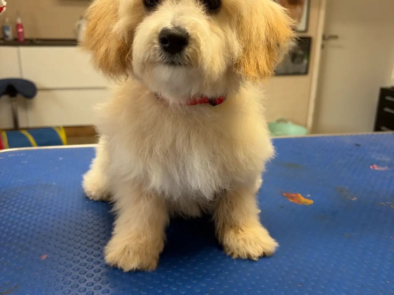 Billede 16 -  Maltipoo pige søde selma