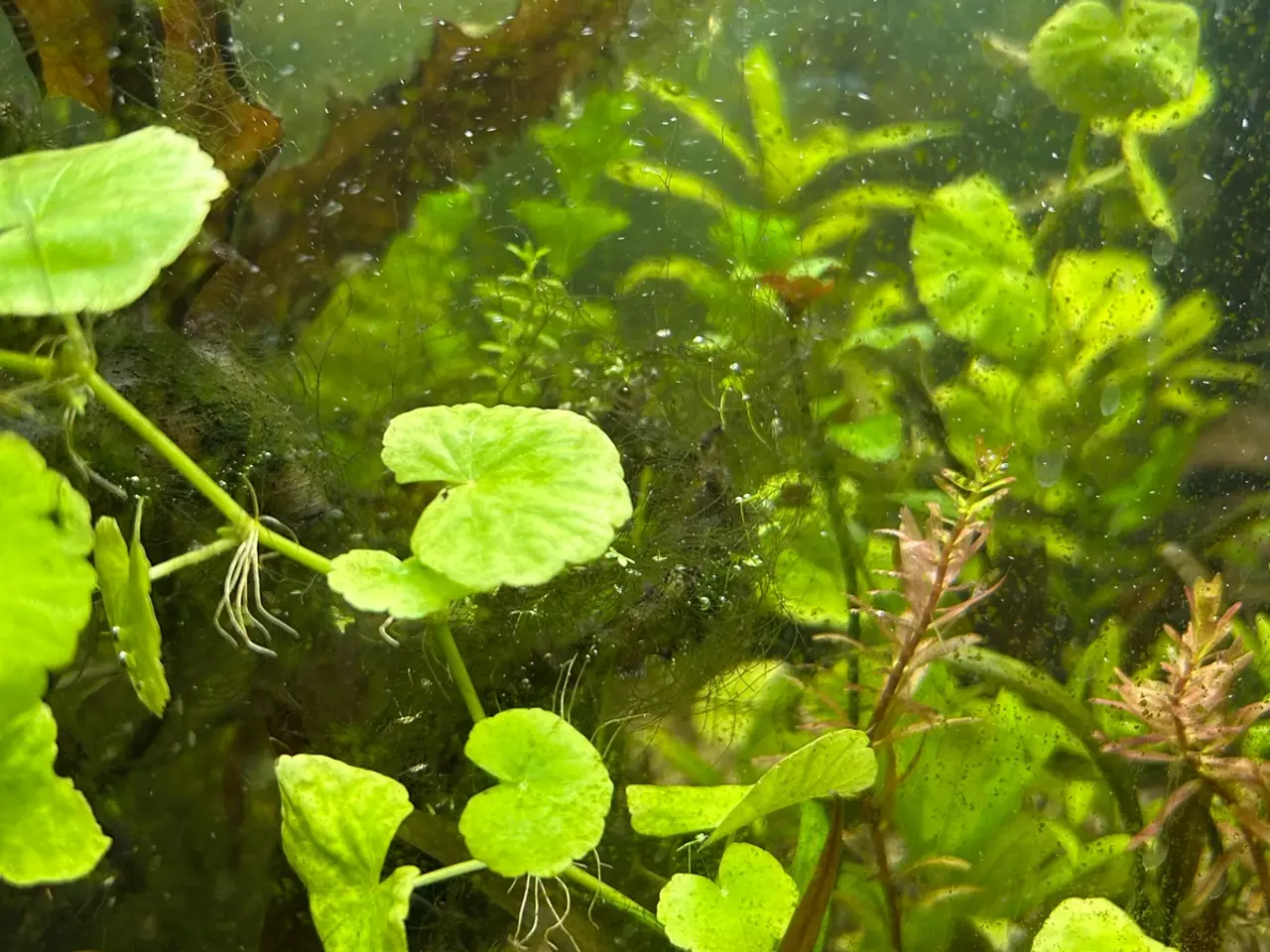 Billede 4 - 🌿 Levende akvarieplanter – 2 stk. GLS