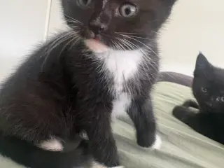🐱 Søde killinger søger nye hjem 🏡❤️