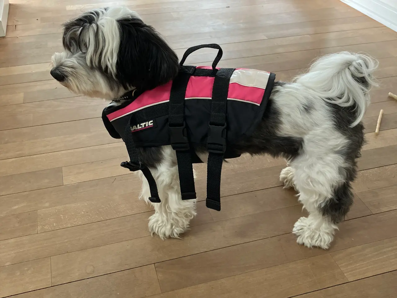 Billede 2 - Redningsvest til lille hund