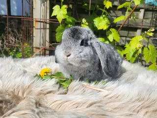 Minilop kaninunger