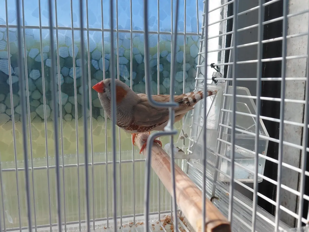 Billede 3 - Zebrafinke