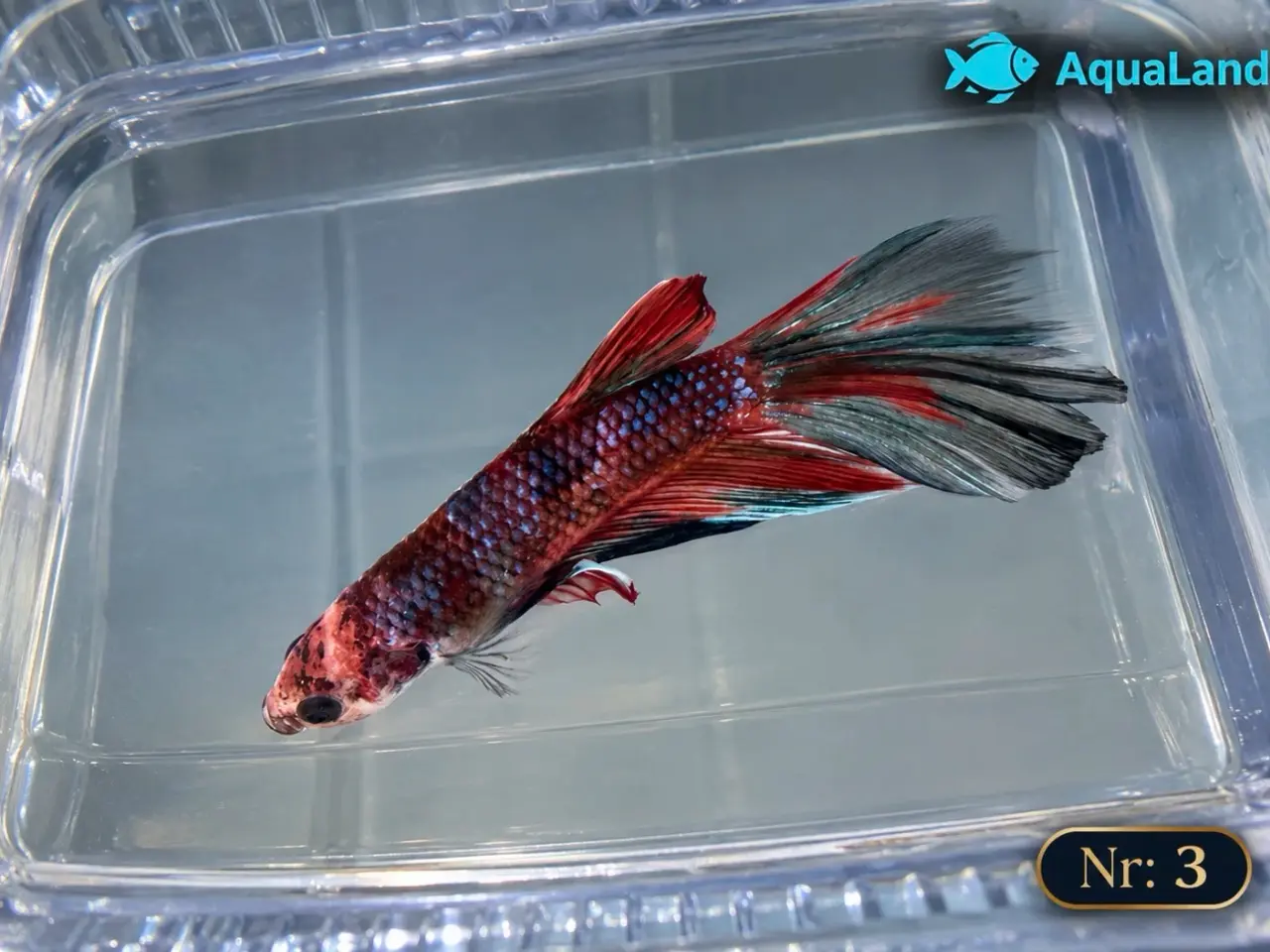 Billede 8 - 😍 Flotte Betta fisk