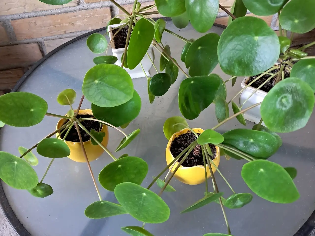Billede 1 - Pilea blomst