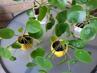Pilea blomst