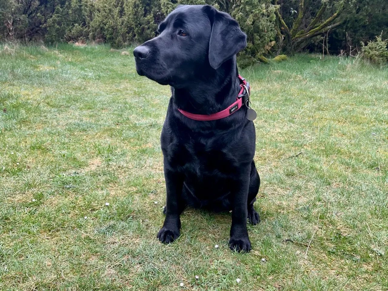 Billede 5 - Sort labradorhvalp - gammeldags type