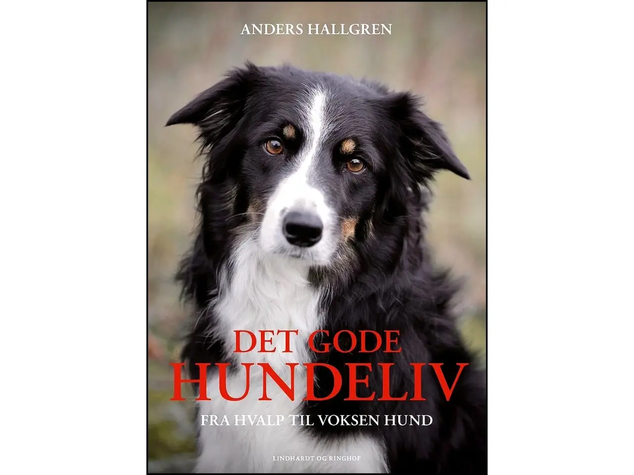 Billede 1 - Det gode Hundeliv