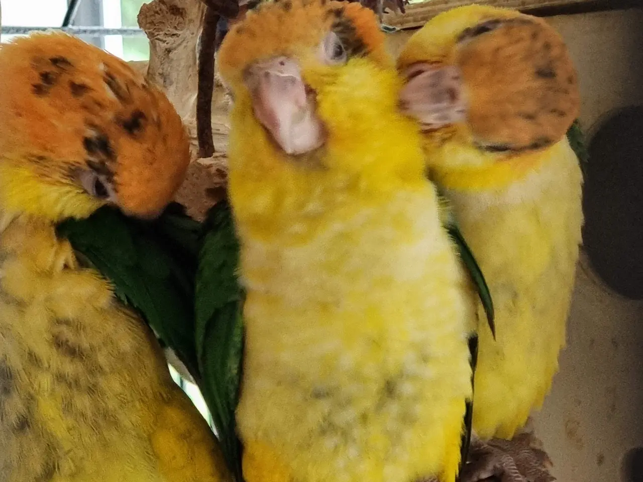 Billede 7 - 3 x unger Rustkappet caique
