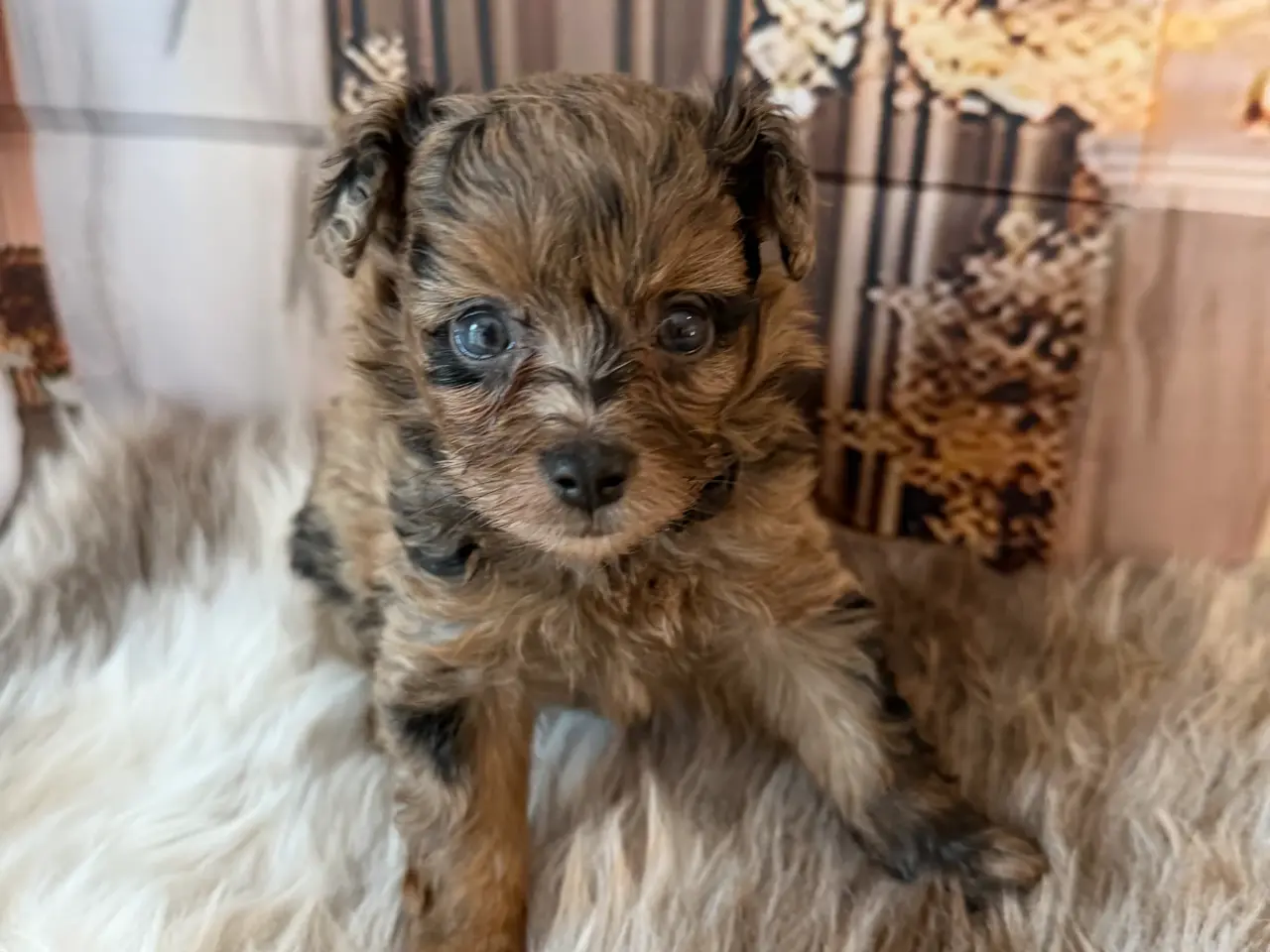 Billede 16 - Små skønne Pomapoo hvalpe ❤️🐾