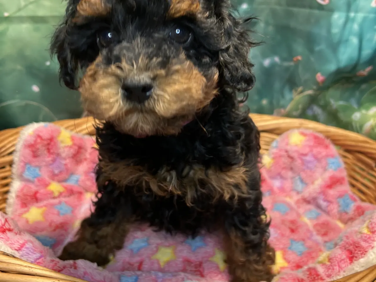 Billede 1 - Cavapoo 2 smukke Prinsesser ❤️