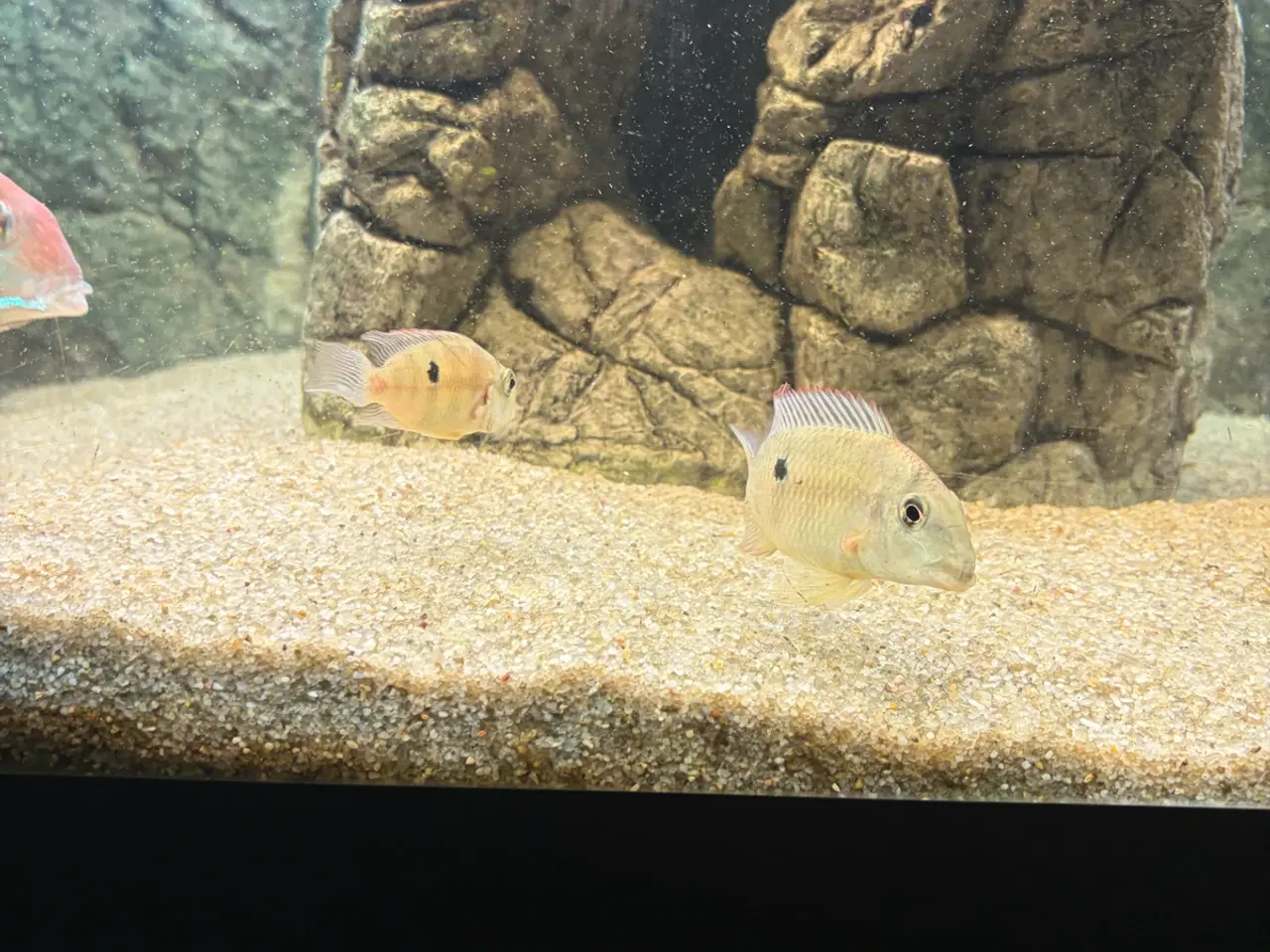 Billede 5 - Geophagus Pellegrini 3. Stk.