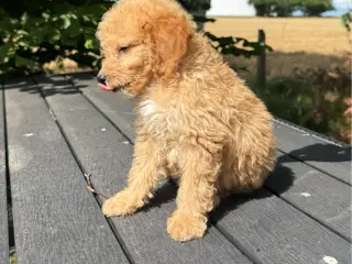 Maltipoo - tæver