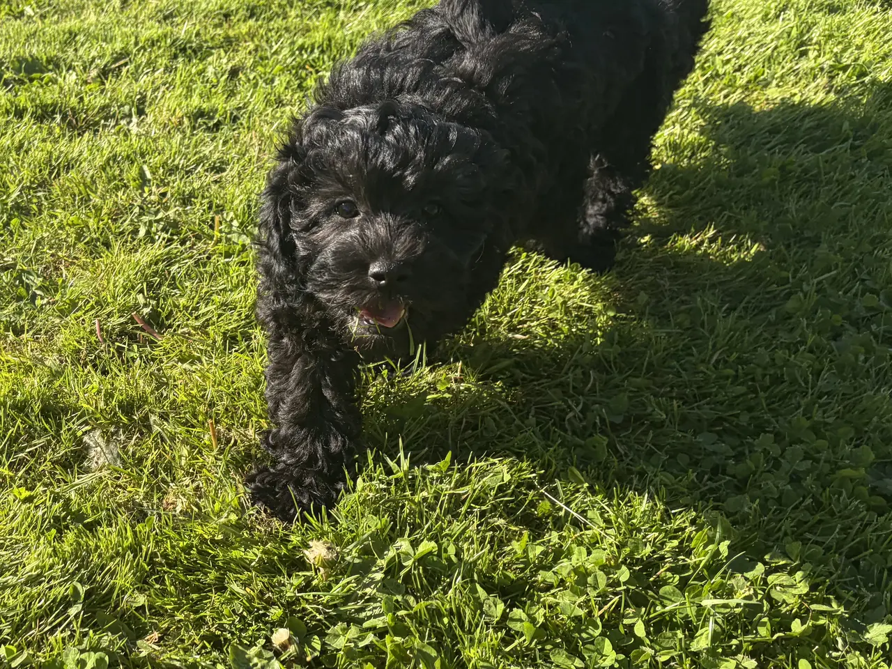 Billede 4 - Den smukkeste lille fine Cavapoo dreng