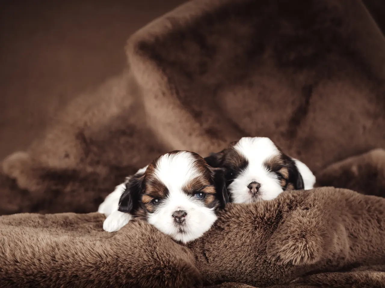 Billede 7 - Shih Tzu hundehvalpe søger nyt hjem (Tæver)