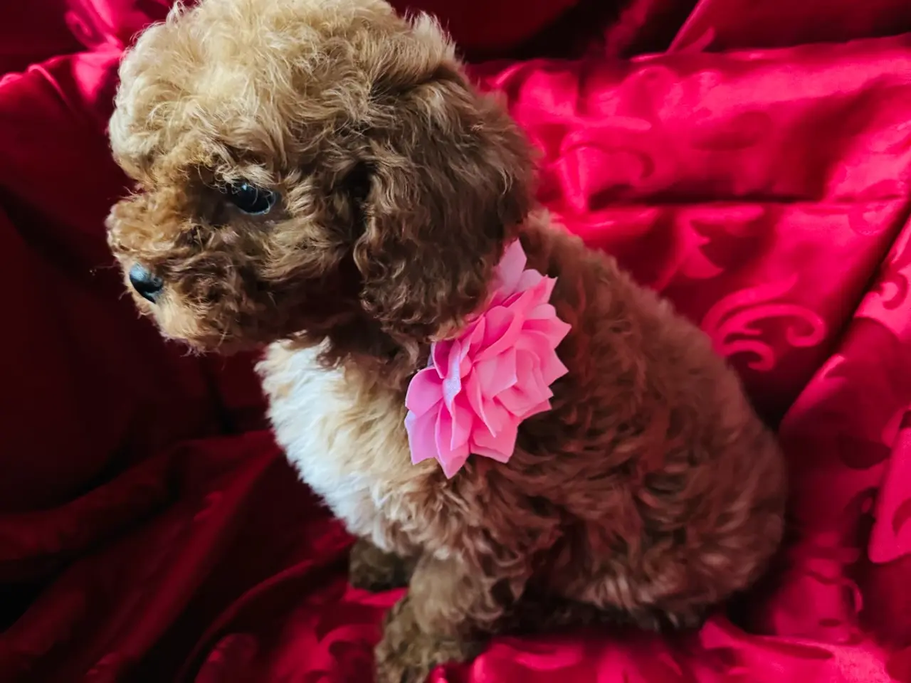 Billede 1 - Cavapoo hvalpe