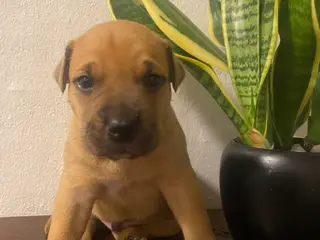 Presa canario blanding