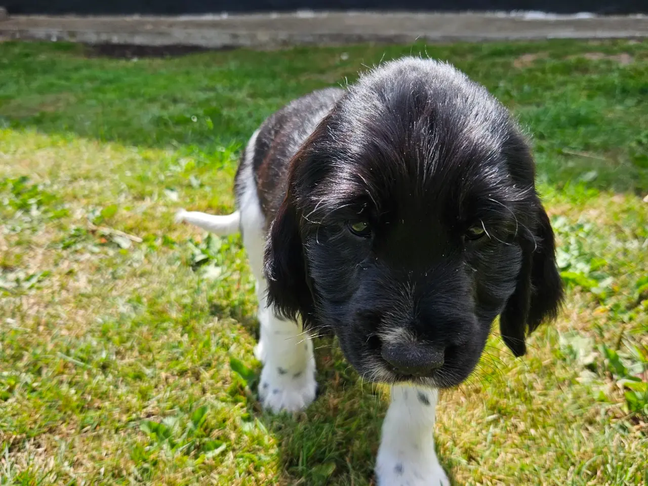 Billede 15 - Engelsk springer spaniel