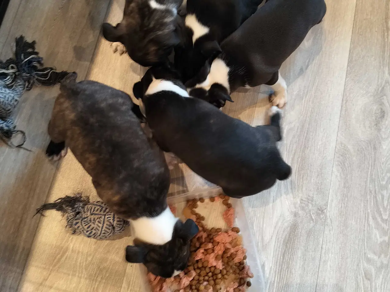 Billede 7 - Boston terrier Sally