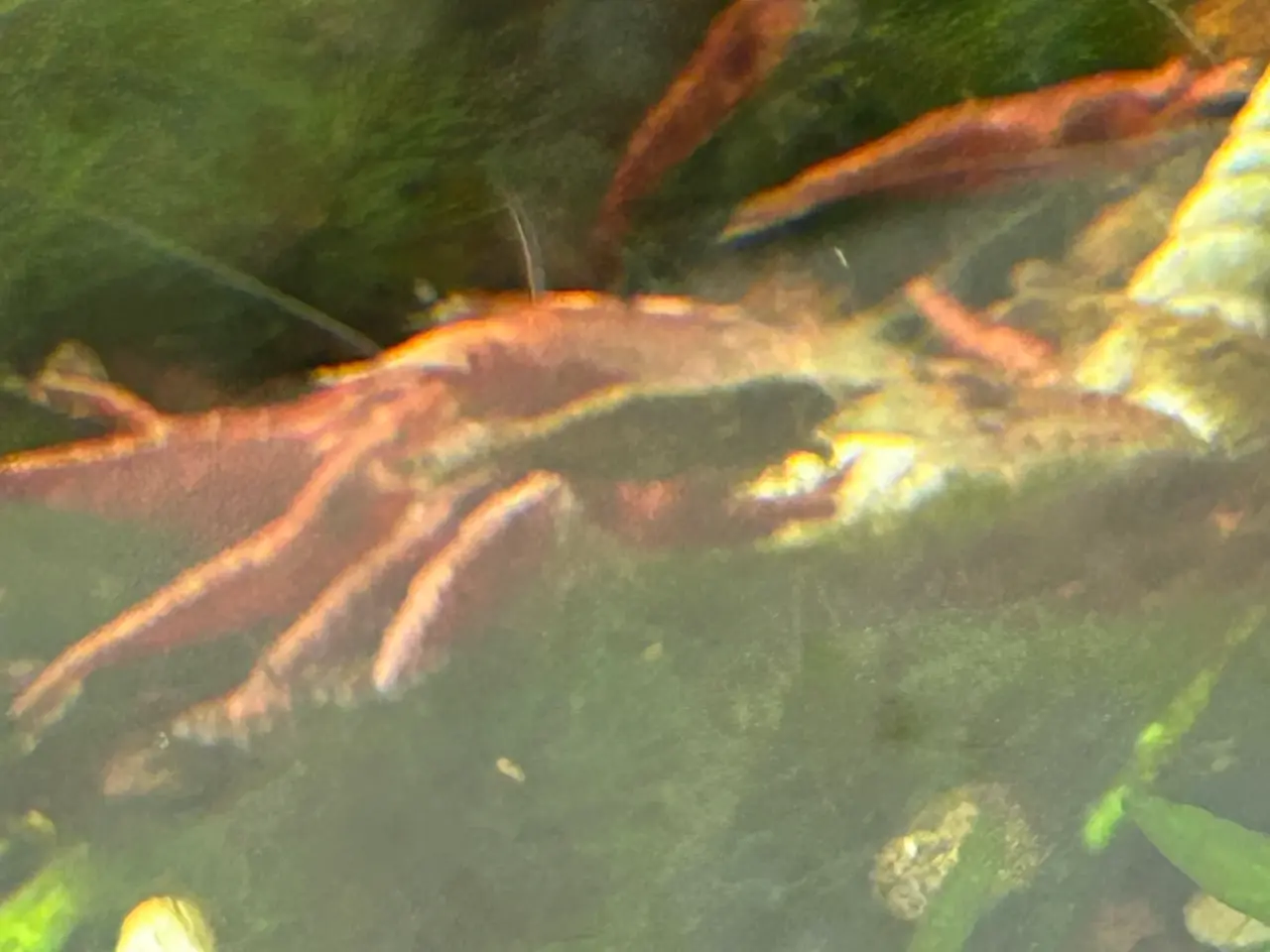 Billede 2 - 🦐🍒 Flotte Røde kirsebærrejer – Viby J