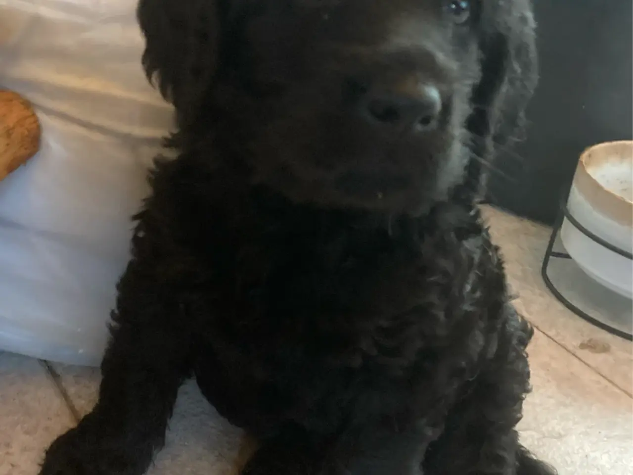 Billede 1 - Doodle Hvalpe stueopdræt - labrador og kongepuddel