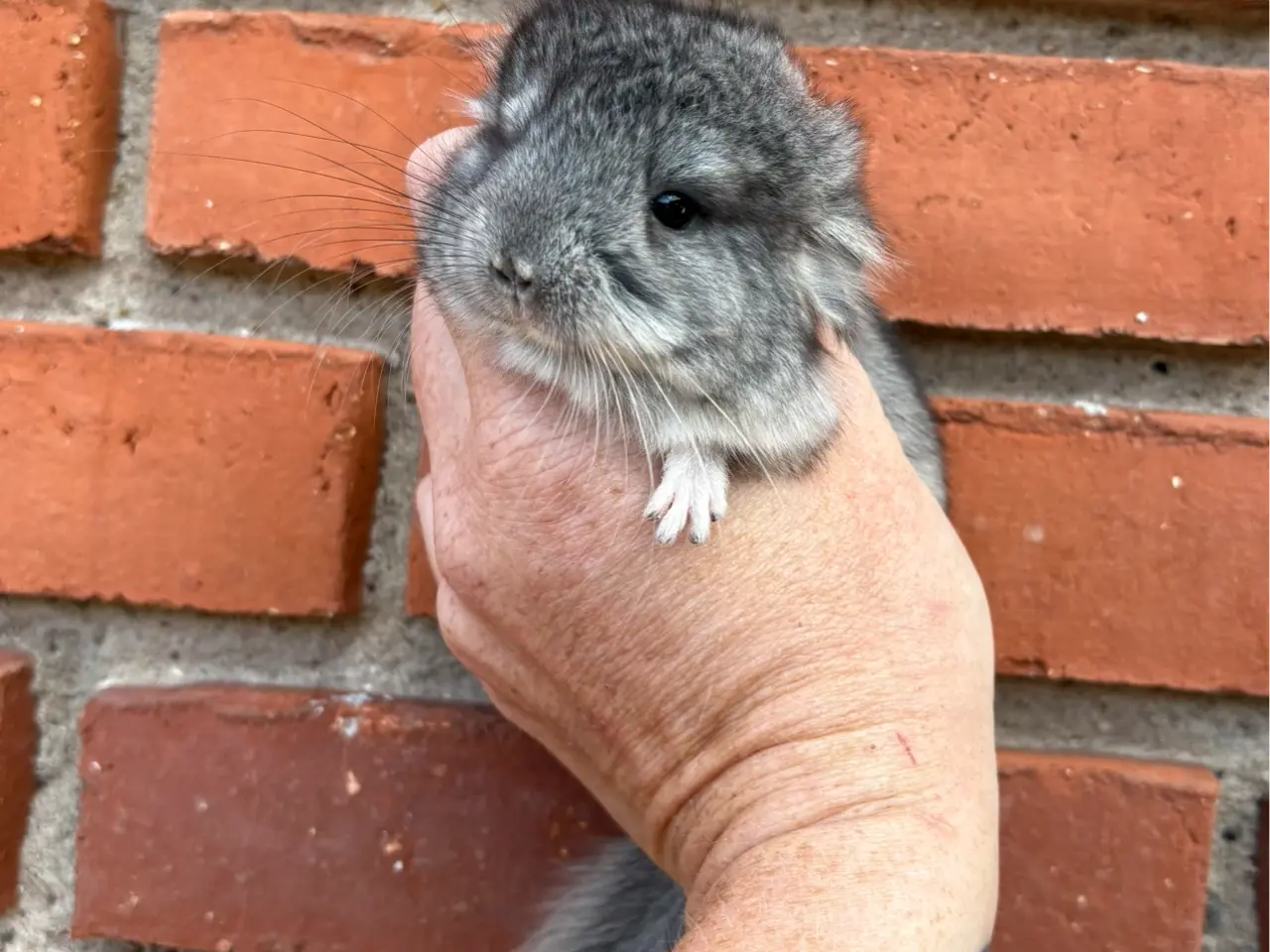 Billede 3 - HUN ebony chinchilla