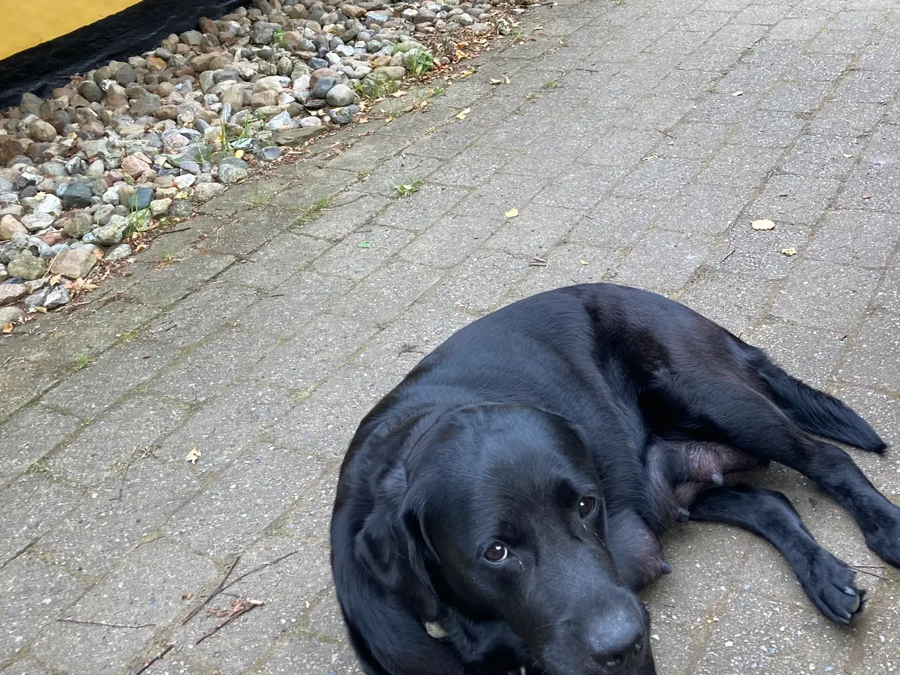 Billede 3 - Labrador hvalpe
