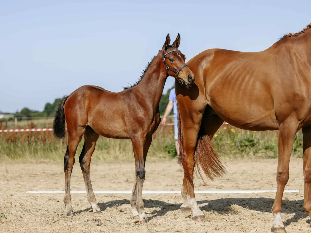 Billede 1 - Trakehner Føl