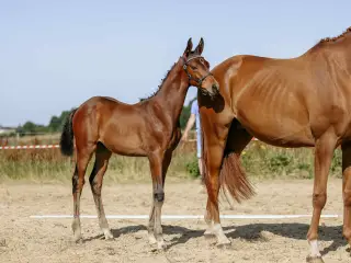 Trakehner Føl
