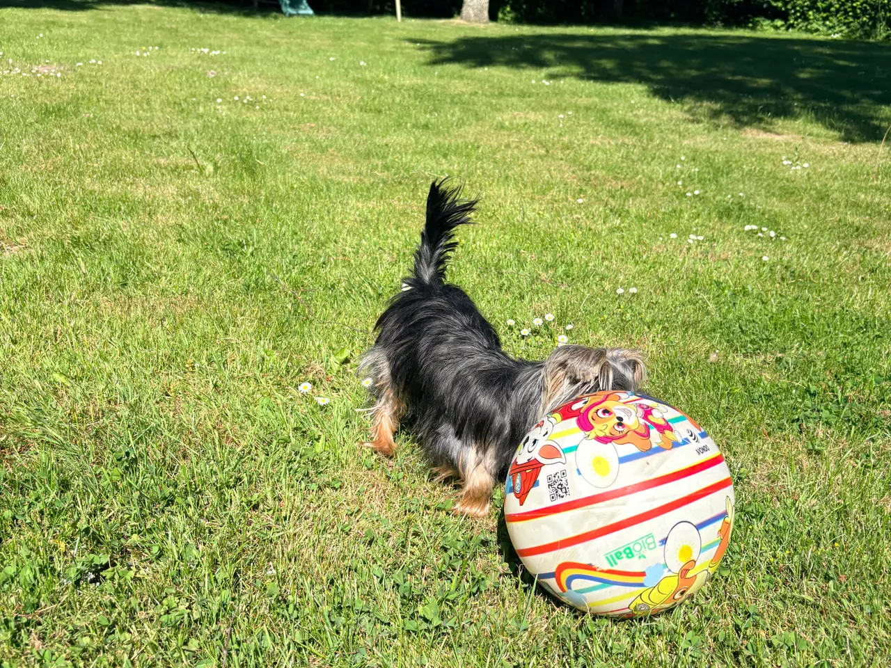 Billede 4 - Skøn og selskabelig Yorkshire Terrier på 11 mdr