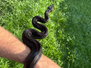 Boa constrictor Keltic IMG poss Leopard Kahl A