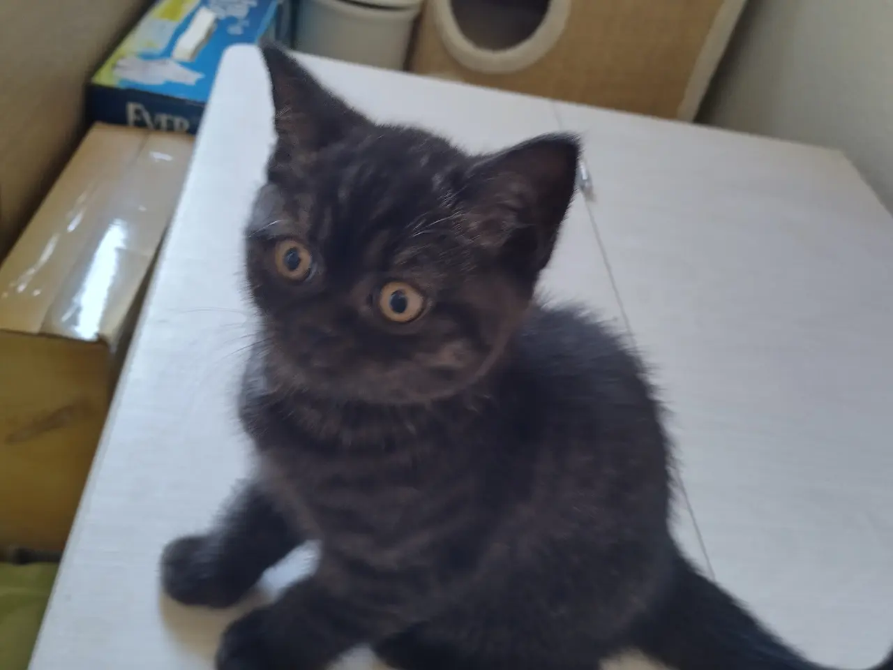 Billede 2 - British shorthairkilling, Dokkedal´s Meryl Streep